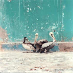 Pellicant du Pérou argentique rolleiflex